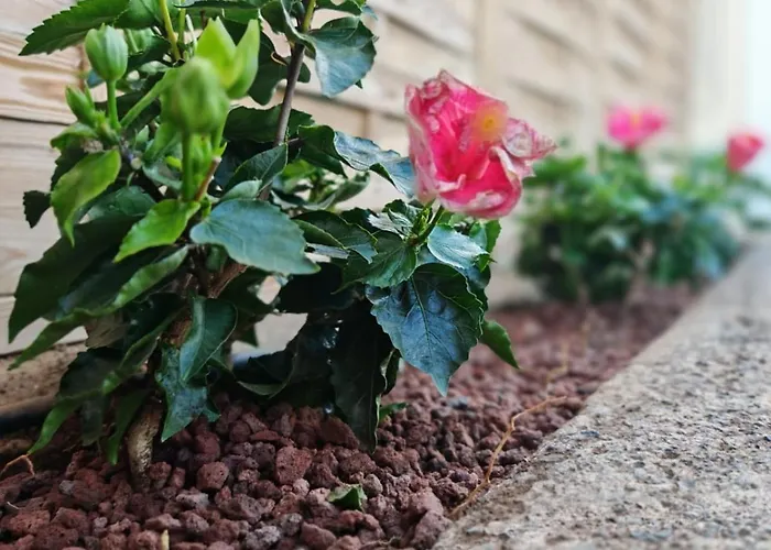 Апартаменты Complejo Sun's Gardens -